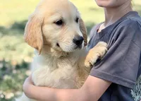 Pepsi, a male Golden Retriever for sale in Fort Collins, CO – 4 of 6