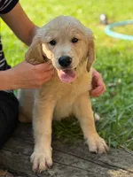 Twinkle, a female Golden Retriever for sale in Fort Collins, CO – 2 of 4