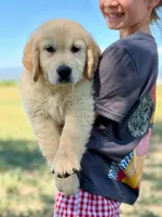 Pepsi, a male Golden Retriever for sale in Fort Collins, CO – 6 of 6