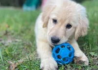 Belle, a female Goldador for sale in Fort Collins, CO – Photo 1 of 6