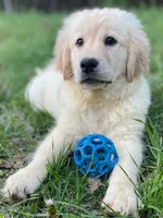 Belle, a female Goldador for sale in Fort Collins, CO – Photo 3 of 6