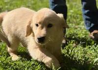 Twinkle, a female Golden Retriever for sale in Fort Collins, CO – 3 of 4