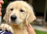 Lindy, a female Golden Retriever for sale in Fort Collins, CO – 3 of 3