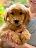 Birdie, a female Golden Retriever for sale in Fort Collins, CO – 4 of 6