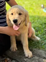 Twinkle, a female Golden Retriever for sale in Fort Collins, CO – 4 of 4