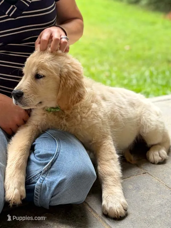 Gertie – Golden Retriever puppy for sale in Fort Collins, CO