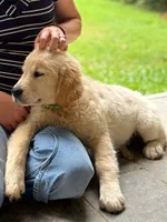 Gertie, a female Golden Retriever for sale in Fort Collins, CO – 1 of 7