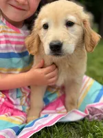 Josie, a female Golden Retriever for sale in Fort Collins, CO – 3 of 10