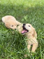 Berry, a female Golden Retriever for sale in Fort Collins, CO – 7 of 7