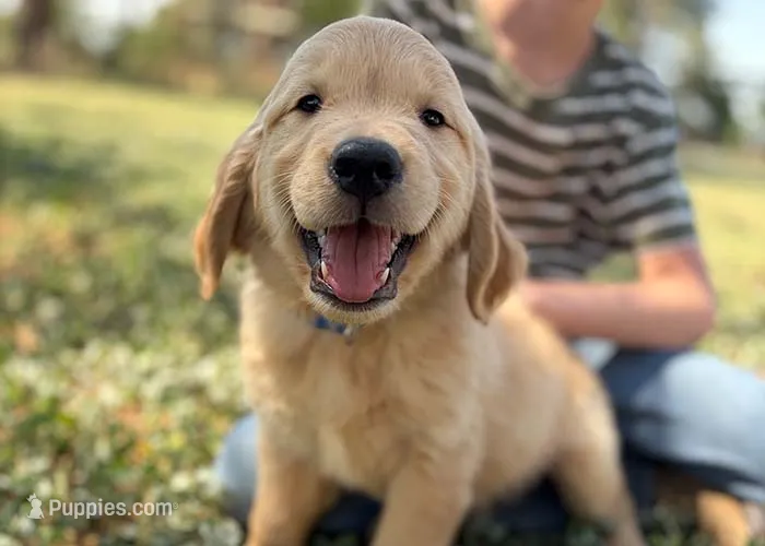Loki – Golden Retriever puppy for sale in Fort Collins, CO