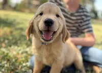 Buddy, a male Golden Retriever for sale in Fort Collins, CO – 6 of 10