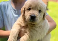 Lucky, a male Golden Retriever for sale in Fort Collins, CO – 1 of 8
