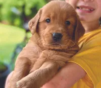 Betsie, a female Golden Retriever for sale in Fort Collins, CO – 2 of 4