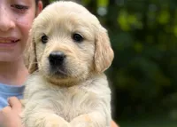 Layla, a female Golden Retriever for sale in Fort Collins, CO – 4 of 9