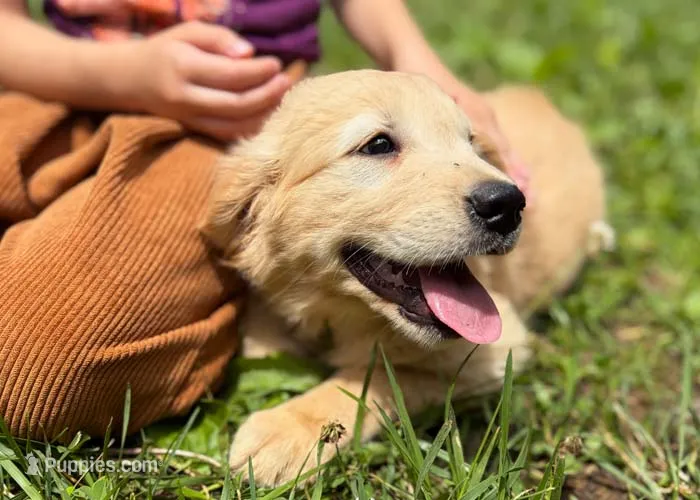 Berry – Golden Retriever puppy for sale in Fort Collins, CO