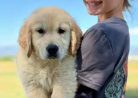 Pepsi, a male Golden Retriever for sale in Fort Collins, CO – 1 of 6