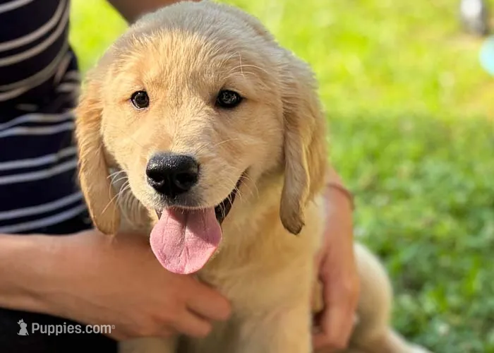 Twinkle – Golden Retriever puppy for sale in Fort Collins, CO