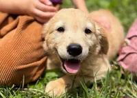 Josie, a female Golden Retriever for sale in Fort Collins, CO – 7 of 10