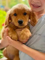 Birdie, a female Golden Retriever for sale in Fort Collins, CO – 2 of 6