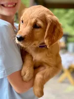 Clifford, a male Golden Retriever for sale in Fort Collins, CO – 2 of 4