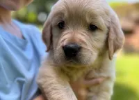 Loki, a male Golden Retriever for sale in Fort Collins, CO – 8 of 10
