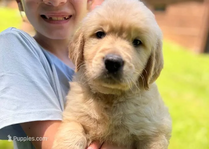 Loki – Golden Retriever puppy for sale in Fort Collins, CO