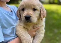 Loki, a male Golden Retriever for sale in Fort Collins, CO – 5 of 10