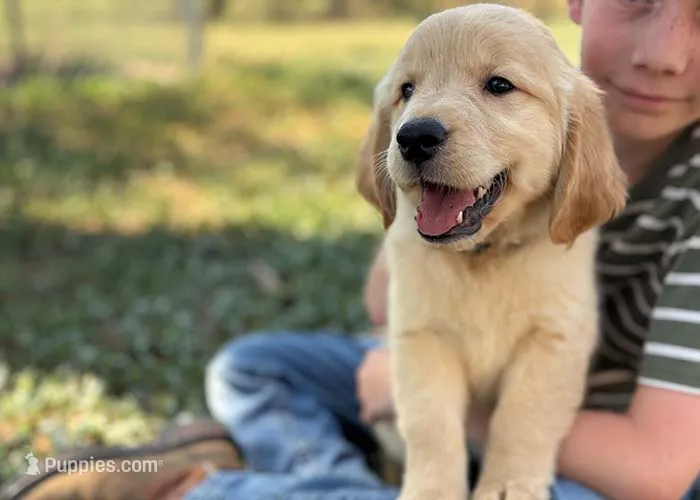 Lucky – Golden Retriever puppy for sale in Fort Collins, CO