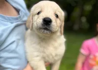 Lilly, a female Golden Retriever for sale in Fort Collins, CO – 9 of 10