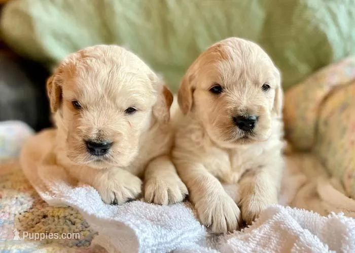Jack – Golden Retriever puppy for sale in Fort Collins, CO
