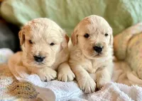 Weekend Sale, a male Golden Retriever for sale in Fort Collins, CO – 7 of 10