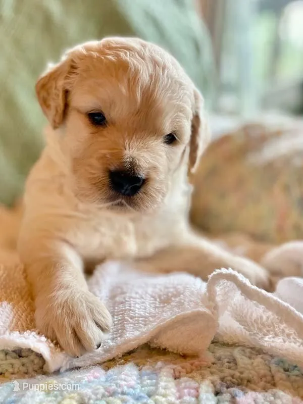 Jack – Golden Retriever puppy for sale in Fort Collins, CO