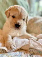 Weekend Sale, a male Golden Retriever for sale in Fort Collins, CO – 6 of 10