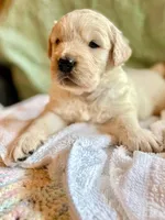 Weekend Sale, a male Golden Retriever for sale in Fort Collins, CO – 8 of 10