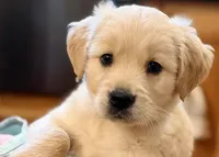 Weekend Sale, a male Golden Retriever for sale in Fort Collins, CO – 1 of 10