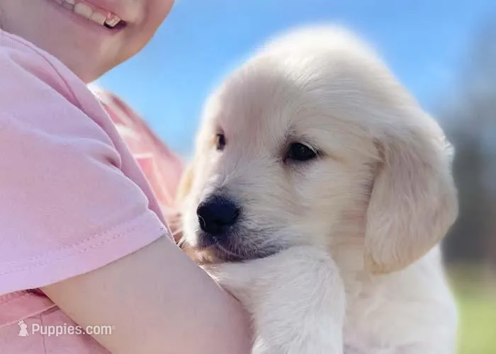 Jeremy – Golden Retriever puppy for sale in Fort Collins, CO