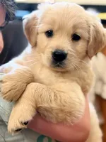 Weekend Sale, a male Golden Retriever for sale in Fort Collins, CO – 3 of 10