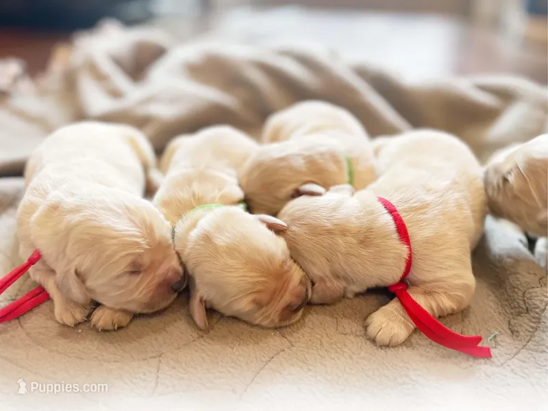Jack – Golden Retriever puppy for sale in Fort Collins, CO