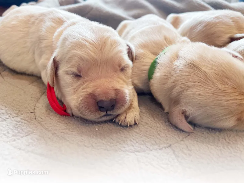 Jack – Golden Retriever puppy for sale in Fort Collins, CO
