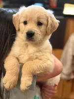Weekend Sale, a male Golden Retriever for sale in Fort Collins, CO – 5 of 10