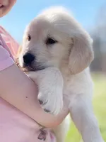 Jeremy, a male Golden Retriever for sale in Fort Collins, CO – Photo 2 of 8