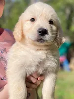 Jeremy, a male Golden Retriever for sale in Fort Collins, CO – Photo 7 of 8