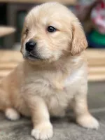 Mopsy, a female Golden Retriever for sale in Fort Collins, CO – Photo 5 of 10