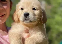 Mopsy, a female Golden Retriever for sale in Fort Collins, CO – Photo 8 of 10