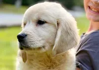 Lily, a female Golden Retriever for sale in Fort Collins, CO – 3 of 10