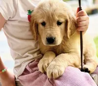 Jelly, a female Golden Retriever for sale in Fort Collins, CO – 2 of 5