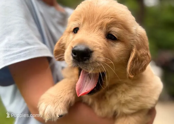 Charlie – Golden Retriever puppy for sale in Fort Collins, CO