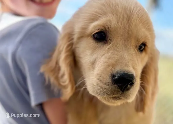 Benji – Golden Retriever puppy for sale in Fort Collins, CO