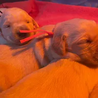 Ready now, a female Goldador for sale in Fort Collins, CO – Photo 8 of 8