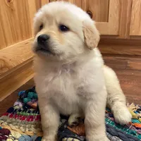 Ready now, a female Goldador for sale in Fort Collins, CO – Photo 2 of 8